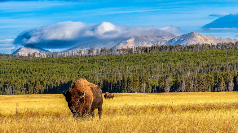 A bison stands in a golden meadow with a conifer forest and mountains behind it.