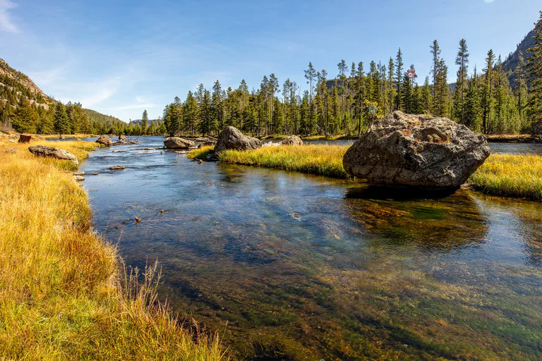 Clear water flows around a large boulder beside golden grass and a forest of conifers.