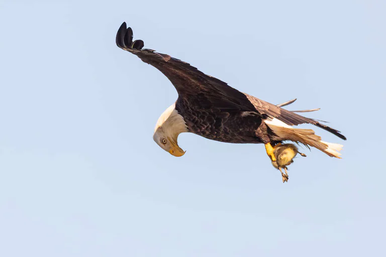 A bald eagle banks against a pale blue sky with wings raised and talons extended.