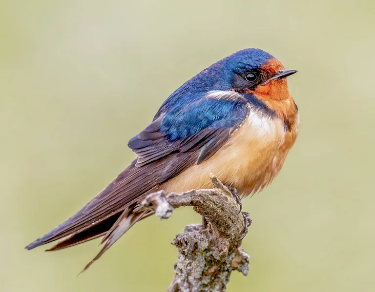 A barn swallow rests on a short twig, its blue back and rusty throat in profile.