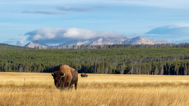 An American bison grazes in golden grass with forest and mountains beyond.