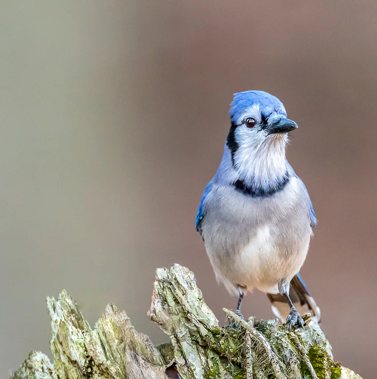 A blue jay perches on a weathered stump, facing the camera.