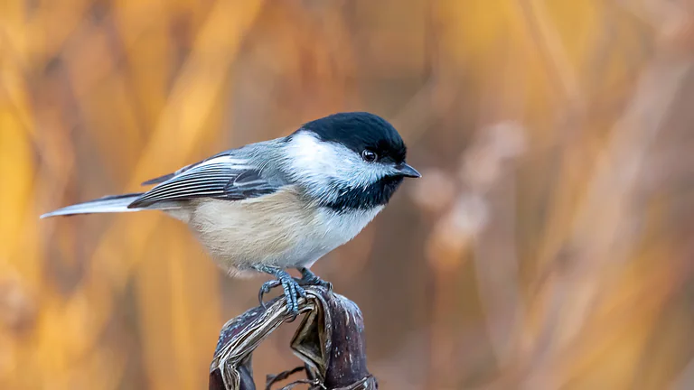 A black-capped chickadee perches on a thin twig against a warm golden background.
