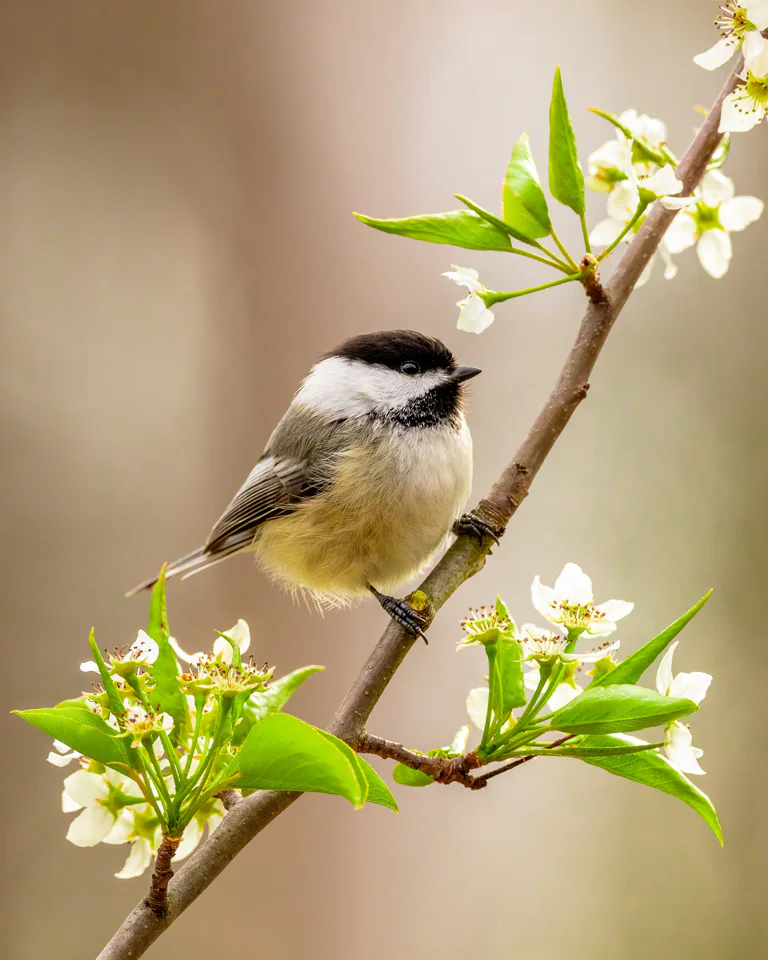 A black-capped chickadee perches among small white blossoms and new leaves.