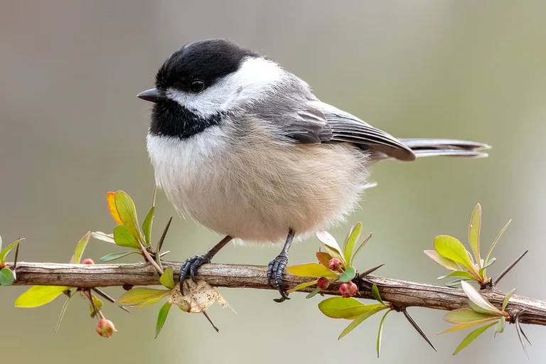 A black-capped chickadee perches on a thorny branch with fresh green buds.