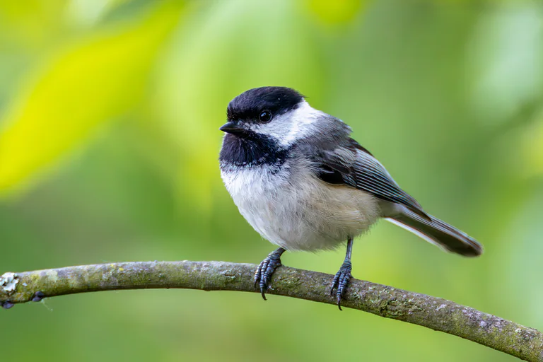 A black-capped chickadee rests on a curved branch against bright green leaves.
