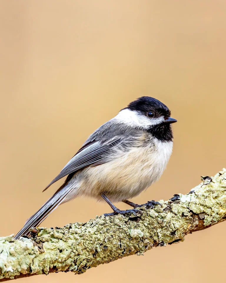 A black-capped chickadee perches on a lichen-covered branch.