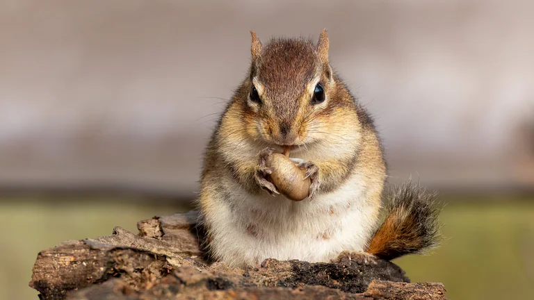 An Eastern chipmunk faces the camera on a log with food held between its front paws.