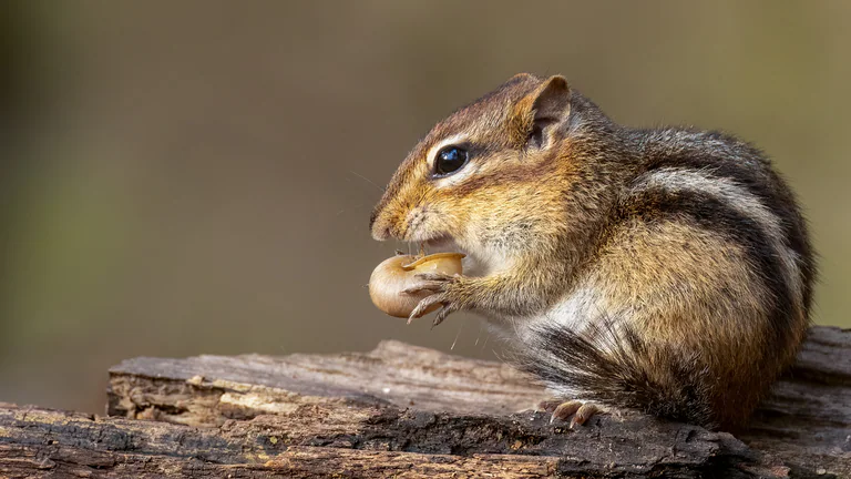 An Eastern chipmunk in profile eats with its front paws on a weathered log.