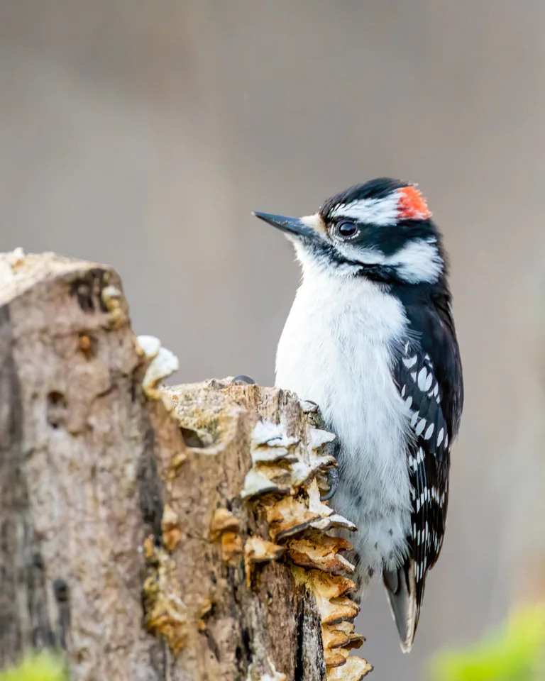 A downy woodpecker clings to a broken tree trunk with its small red head patch visible.