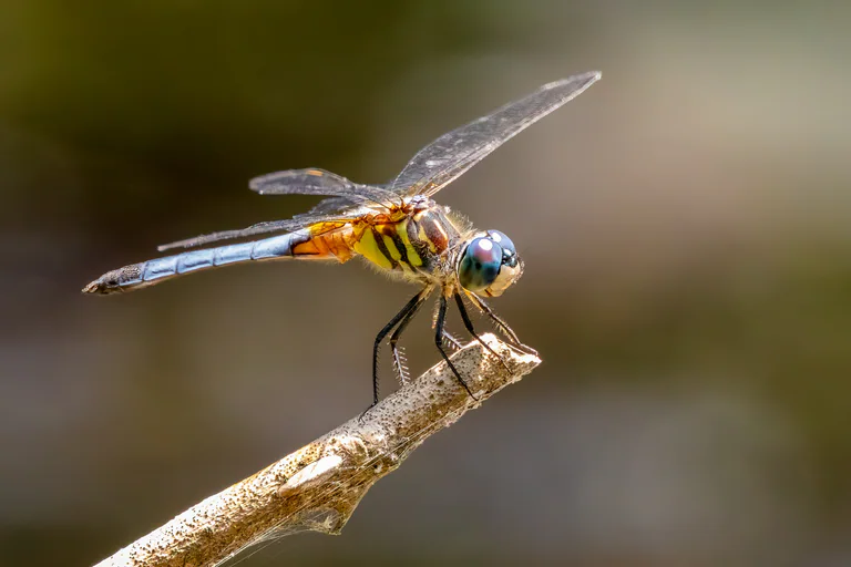 A dragonfly perches on the tip of a bare twig with transparent wings extended.