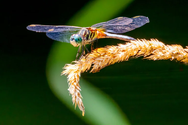 A dragonfly grips a curled golden stem with its transparent wings spread.