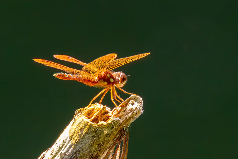 An Eastern amberwing dragonfly perches on a broken reed with orange wings spread.