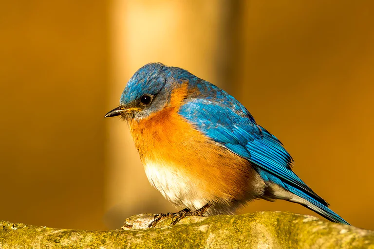 An Eastern bluebird perches on weathered wood, blue wings above an orange breast.