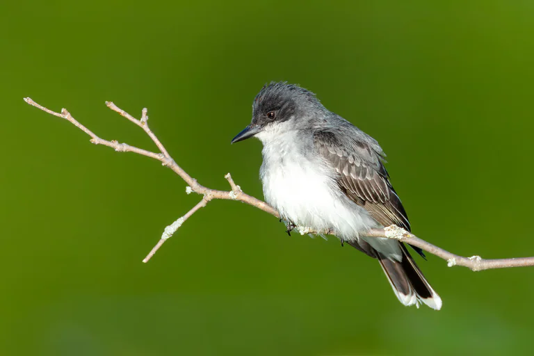 An Eastern kingbird perches on a forked twig against a deep green background.