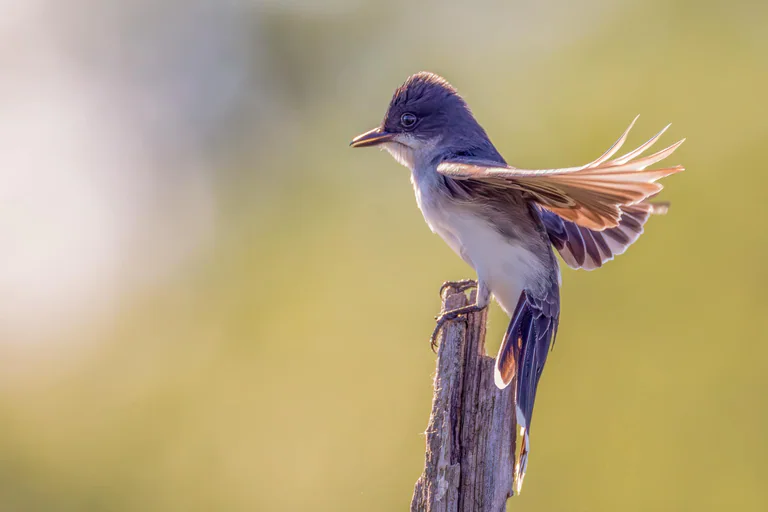 An Eastern phoebe fans its wings and tail while perched on a slender stem.