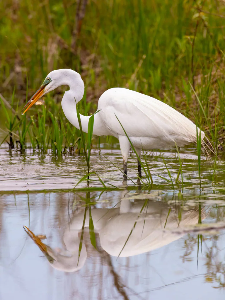 A great egret stands among shallow reeds with a fish held sideways in its beak.