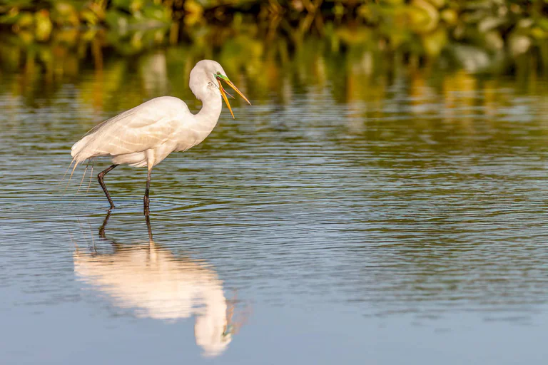 A great egret stands in still water with its beak open and reflection below.