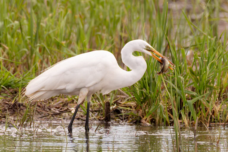 A great egret wades beside reeds with a fish held at the tip of its beak.