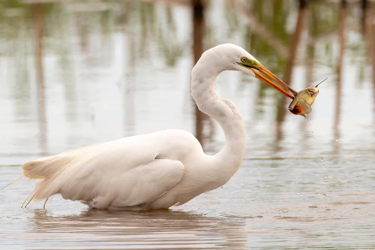 A great egret in profile holds a fish above calm water.