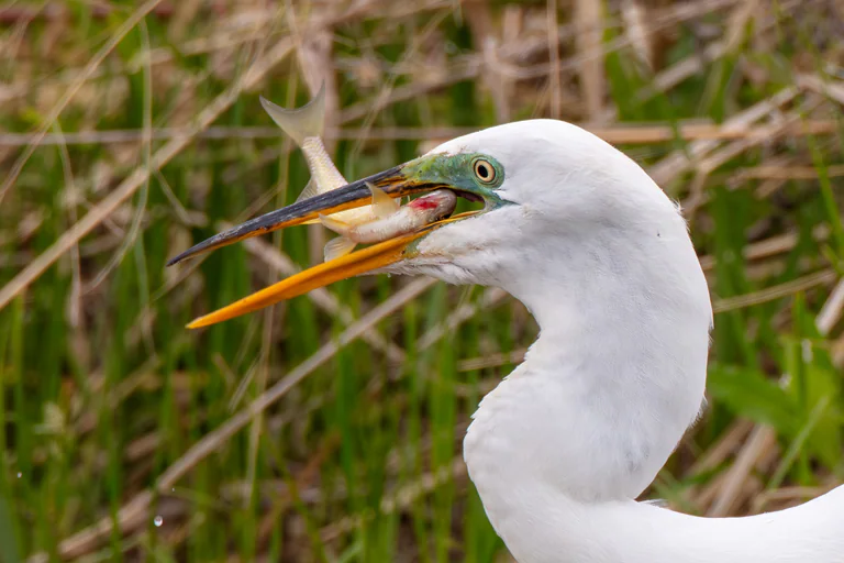 Close view of a great egret lifting a fish in its open orange beak.