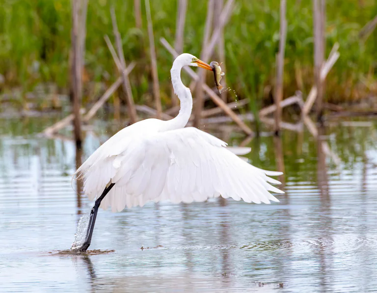 A great egret lifts off from shallow water with a fish in its beak.