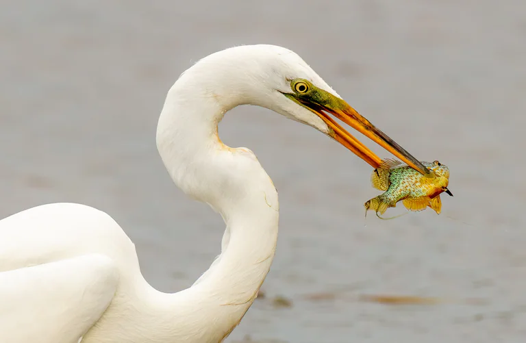 A great egret holds a small green fish crosswise in its orange beak.