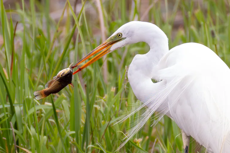 A great egret holds a large fish above the grass at the pond’s edge.