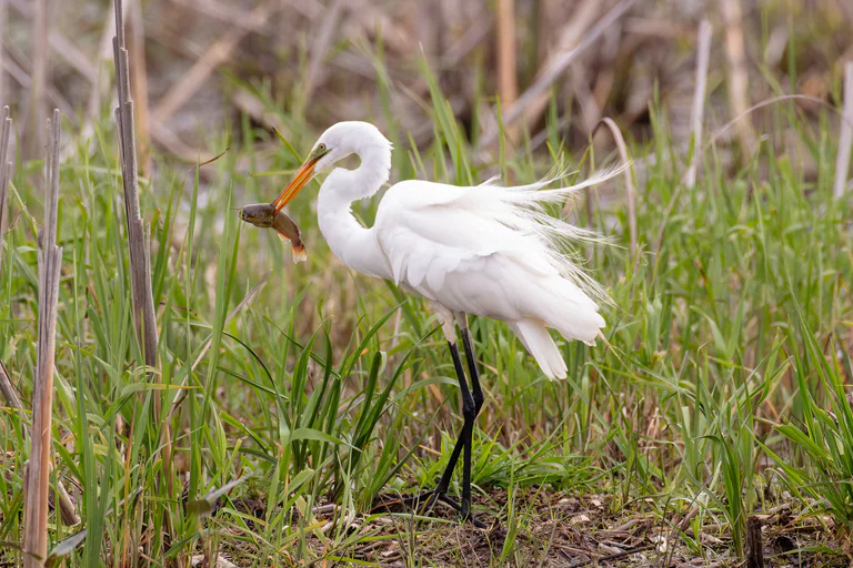 A great egret stands in shallow water with a fish and its white feathers lifted.