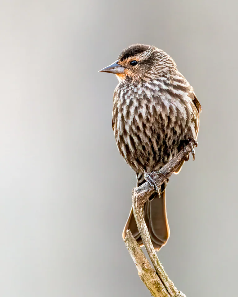 A female red-winged blackbird perches on a narrow stem against a pale background.