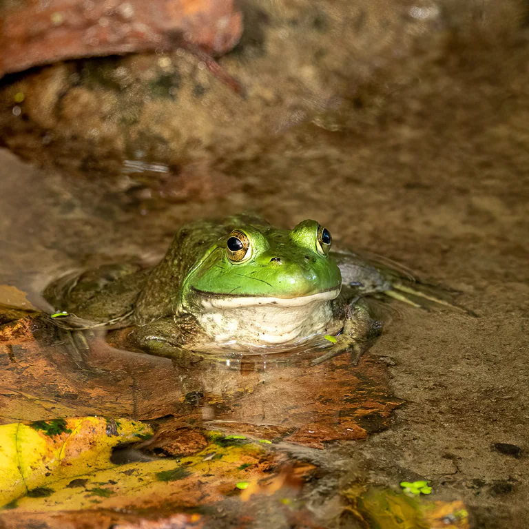 A frog’s head emerges from shallow water beside fallen leaves.