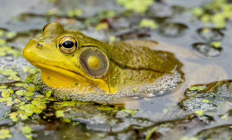 A green frog rests in shallow water among floating pond plants.