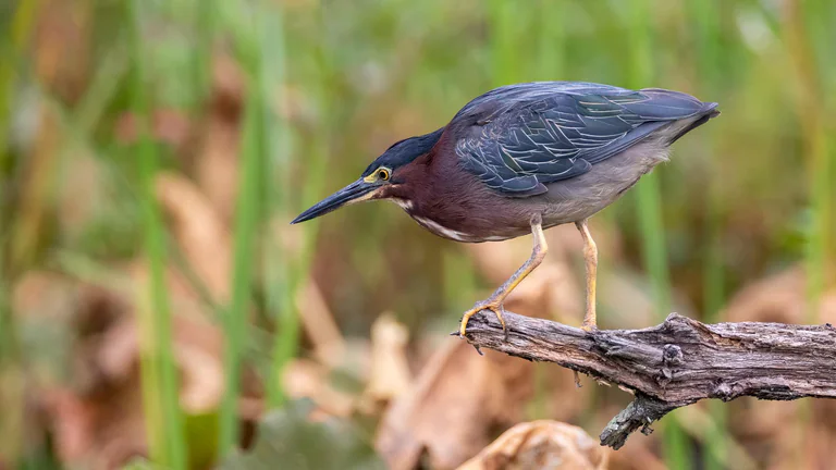 A green heron leans forward from a weathered log among reeds.