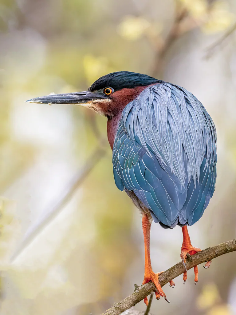 A green heron rests on a slender branch with its blue-gray back feathers visible.