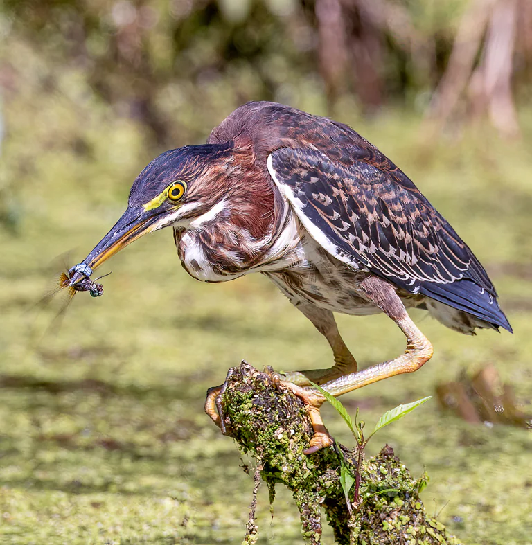 A green heron balances on a mossy perch with an insect held in its beak.