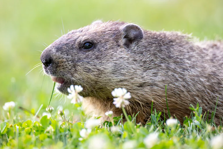 A groundhog feeds on white wildflowers in the grass.