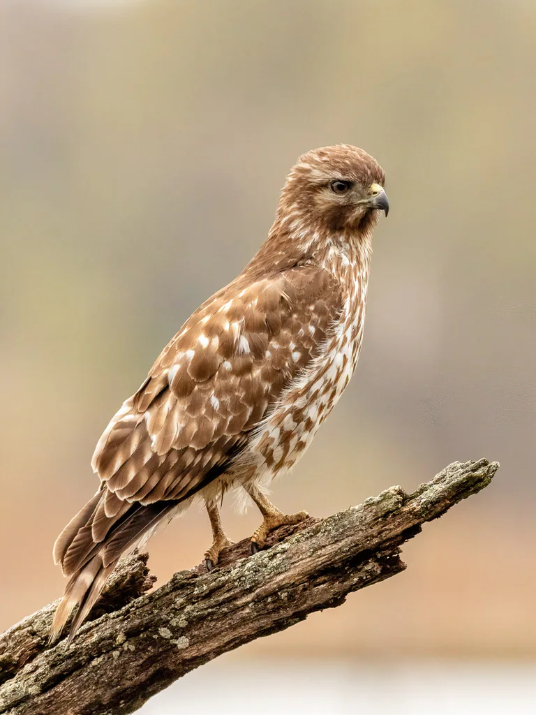 A juvenile red-tailed hawk balances on a bare angled branch.