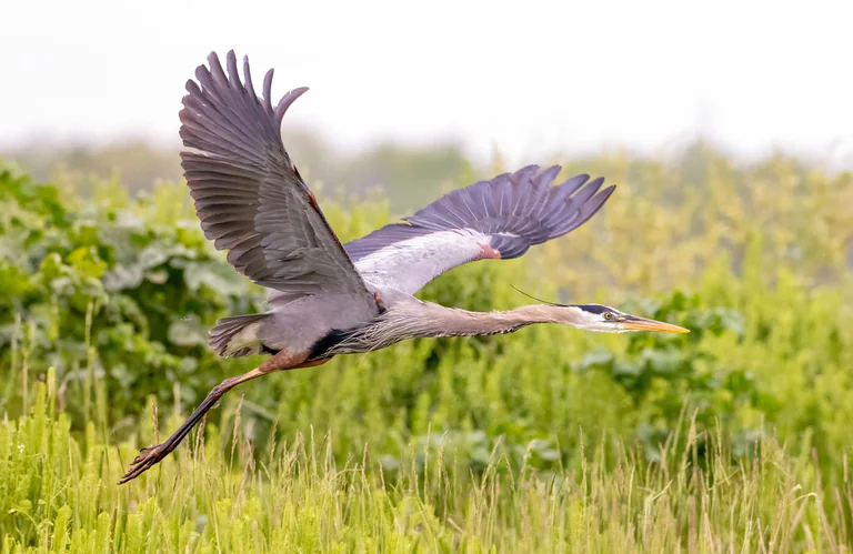 A great blue heron flies just above marsh plants with its wings raised.