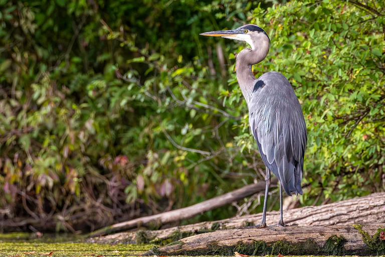 A great blue heron stands on a diagonal fallen trunk above the pond.