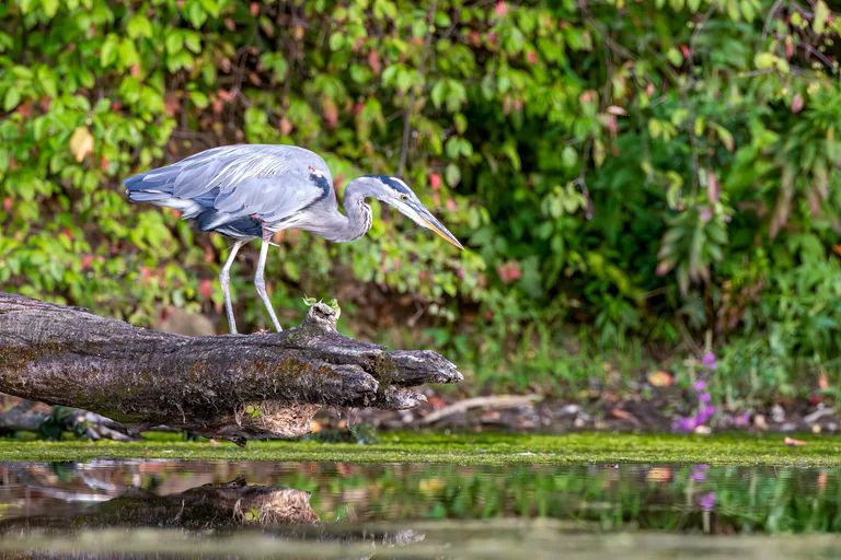 A great blue heron leans down from a fallen log at the water’s edge.