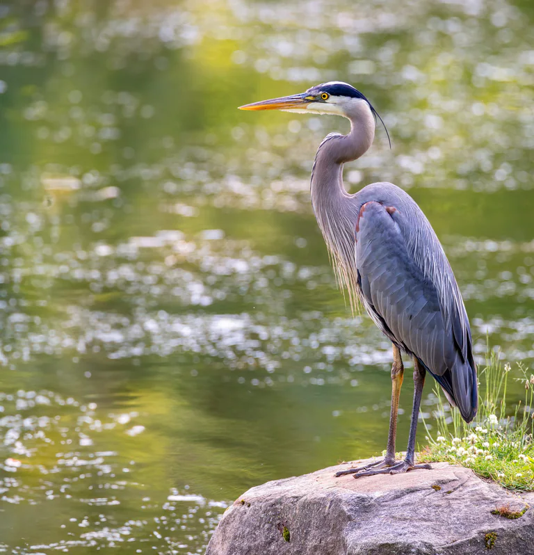 A great blue heron stands on a small rock beside green, rippling water.