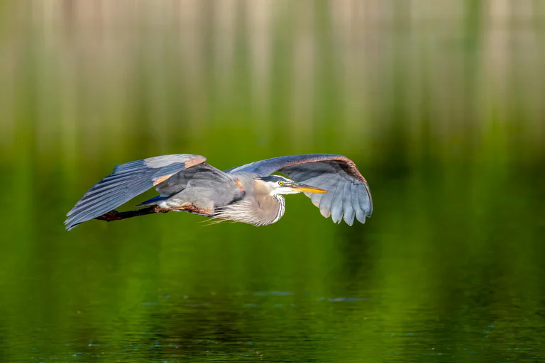 A great blue heron flies toward the camera just above a green pond.