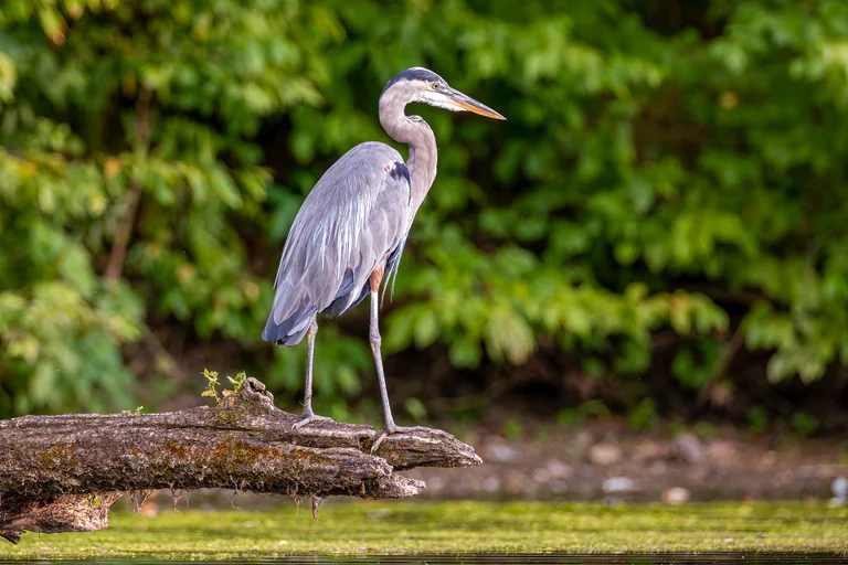 A great blue heron stands upright on a log along a green shoreline.