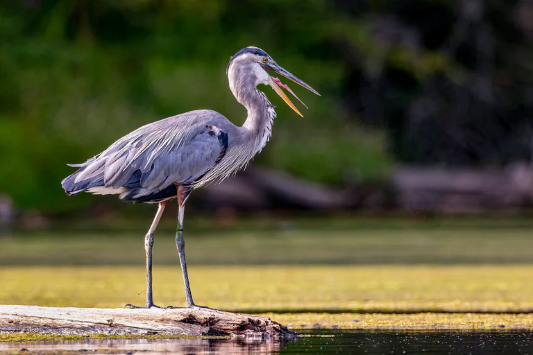 A great blue heron stands on a sunlit log with its beak open.