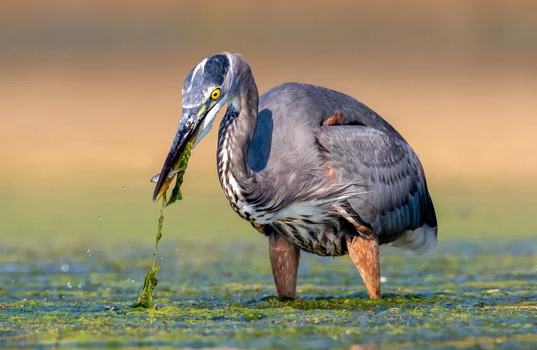 A great blue heron lowers its beak above an algae-covered pond.