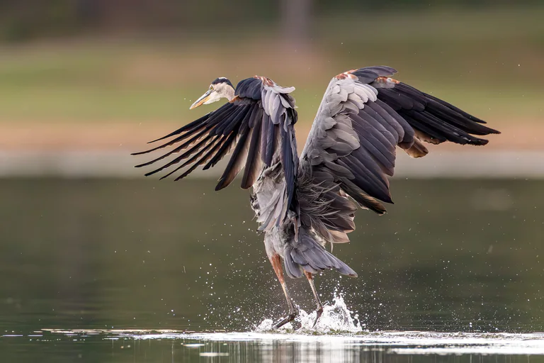 A great blue heron rises from the water with partly folded wings framing its back.