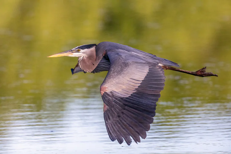 A great blue heron flies just above the water with one broad wing swept downward.