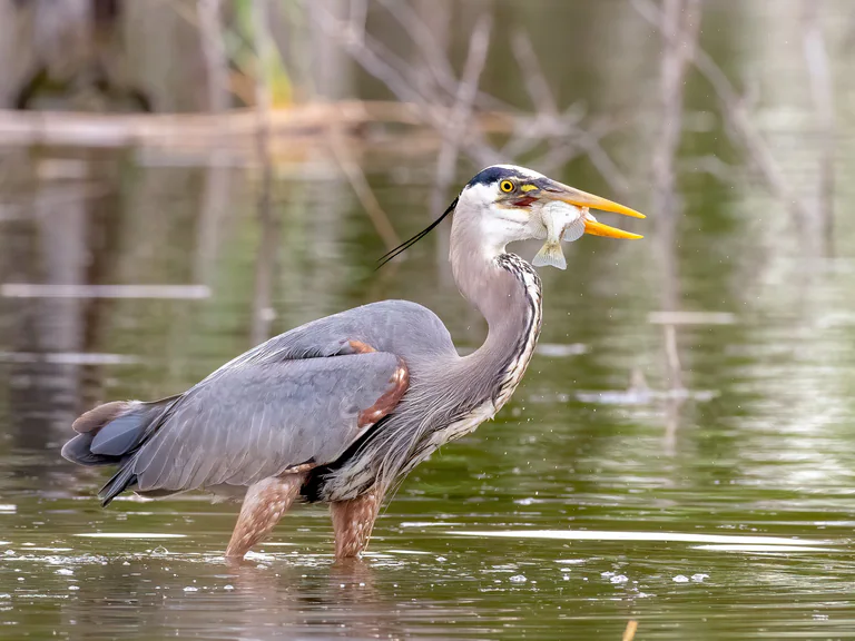 A great blue heron lifts a fish in its open beak above the pond.