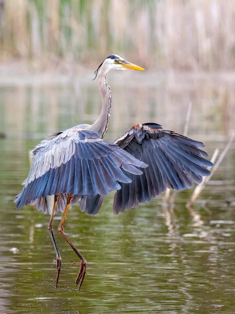 A great blue heron holds its wings partly open above a reflective pond.
