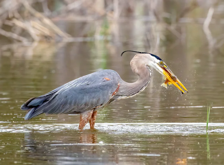 A great blue heron holds a fish at the tip of its beak above the pond.